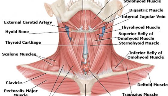 Ljudski-vrat-anatomija-vrata